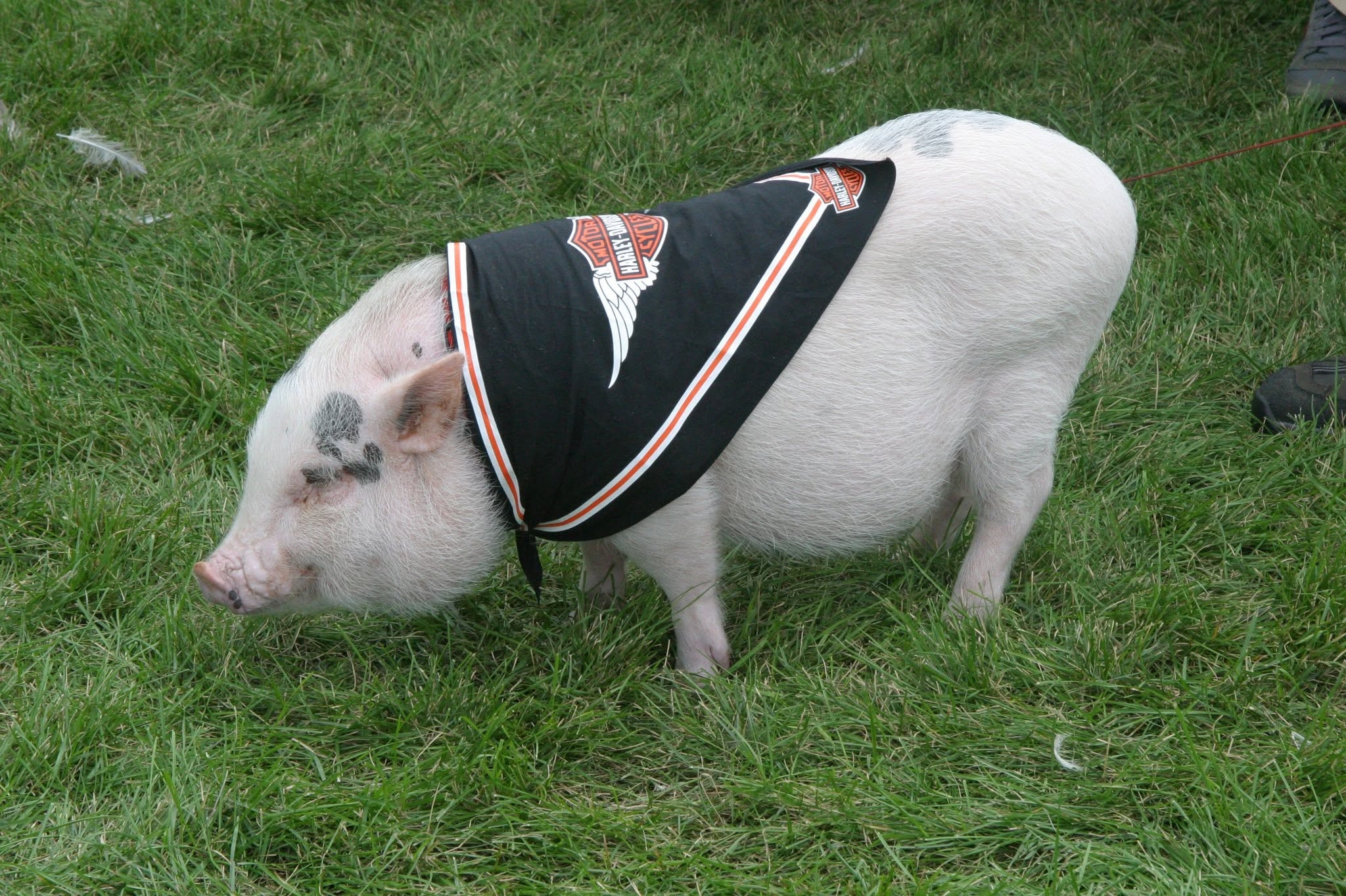 2006 Chick-N-Wing Festival — pig wearing Harley-Davidson bandana on festival grounds