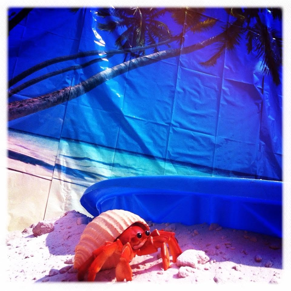 Woody's Pirate Party — hermit crab prop on sand in front of tropical blue backdrop party decoration
