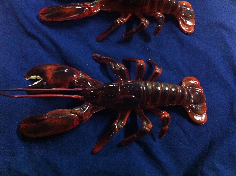 Painted lobster pair sculptures on blue